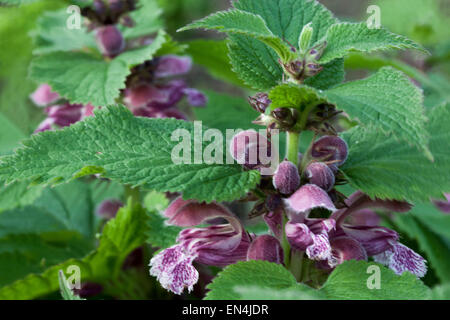 Morto gigante ortica, Lamium orvala Foto Stock