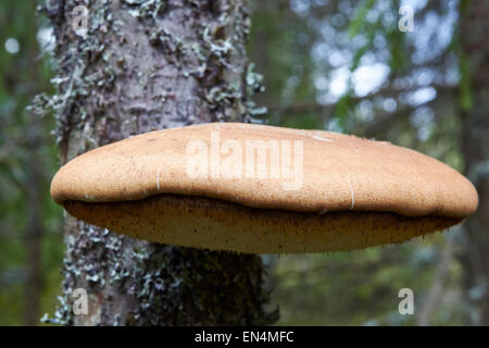 Piptoporus betulinus, birch polypore, staffa di betulla, rasoio strop Foto Stock