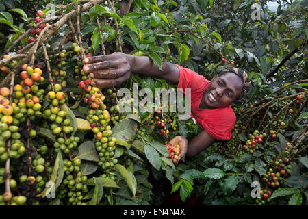 La produzione di caffè in Kenya Foto Stock