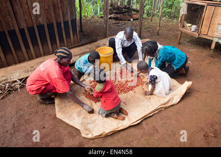 La produzione di caffè in Kenya Foto Stock