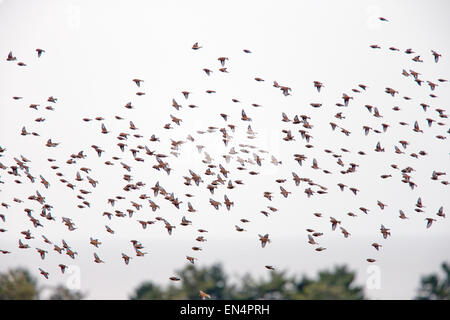 Linnets, un gregge in volo su un campo di fattoria, Norfolk, Inghilterra, Regno Unito. Foto Stock