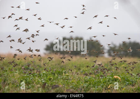 Linnets, un gregge in un campo di fattoria, Norfolk, Inghilterra, Regno Unito. Foto Stock