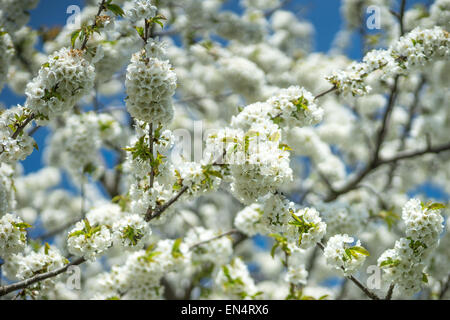 Fiore di Ciliegio contro il cielo blu Foto Stock