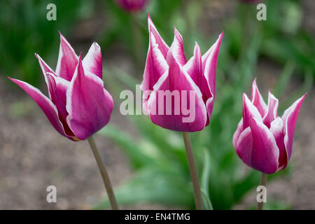 Tre fantasia tulipani viola bianco con bordi di petalo Foto Stock