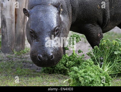 Africa occidentale di Ippopotamo pigmeo (Hexaprotodon liberiensis, Choeropsis liberiensis) close-up op la testa mentre mangiando verdure Foto Stock