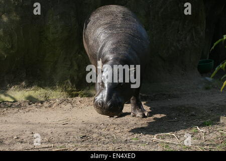 Africa occidentale di Ippopotamo pigmeo (Hexaprotodon liberiensis, Choeropsis liberiensis) al Burger's Zoo di Arnhem, Paesi Bassi Foto Stock