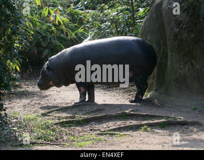 Africa occidentale di Ippopotamo pigmeo (Hexaprotodon liberiensis, Choeropsis liberiensis) Foto Stock