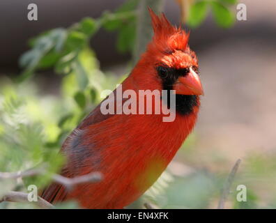 Northern maschio o rosso cardinale (Cardinalis cardinalis), primo piano della parte superiore del corpo e della testa Foto Stock