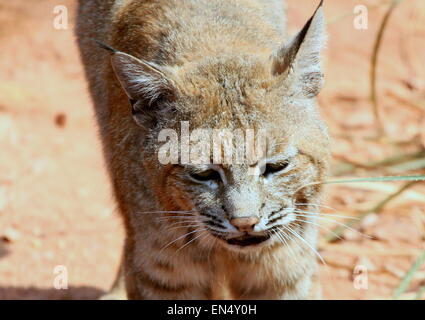 Close-up di un maschio di North American Bobcat (Lynx Rufus) Foto Stock