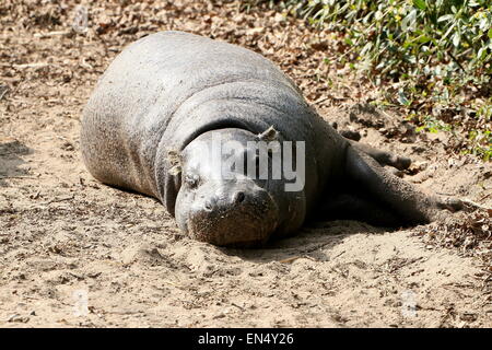 Africa occidentale di Ippopotamo pigmeo (Hexaprotodon liberiensis, Choeropsis liberiensis) rilassante al sole Foto Stock