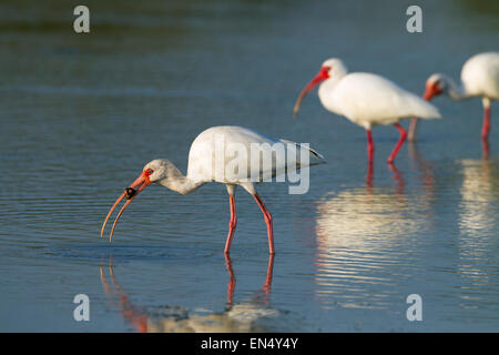 Ibis bianco Eudocimus albus gruppo alimentare in laguna costiera Foto Stock