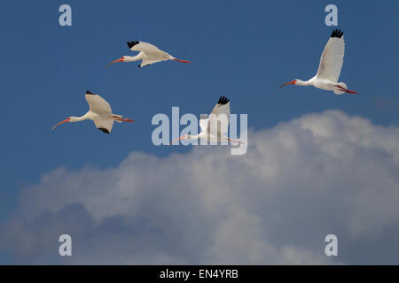 Ibis bianco Eudocimus albus gruppo in volo Foto Stock