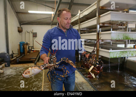 Esportazioni McMullan shelfish dall Irlanda per l'Europa Foto Stock