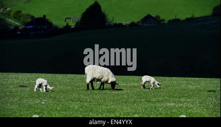 Brighton Regno Unito 28 aprile 2015 - Nuova data di nascita degli agnelli godetevi il sole di primavera meteo sulla South Downs appena a nord di Brighton questa mattina Credito: Simon Dack/Alamy Live News Foto Stock