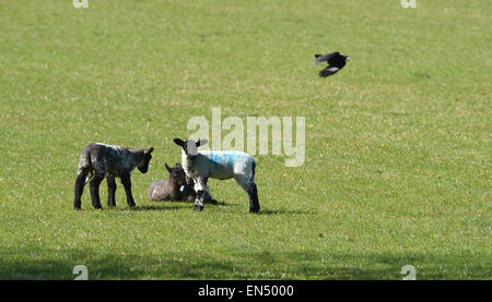 Brighton Regno Unito 28 aprile 2015 - Nuova data di nascita degli agnelli godetevi il sole di primavera meteo sulla South Downs appena a nord di Brighton questa mattina Credito: Simon Dack/Alamy Live News Foto Stock