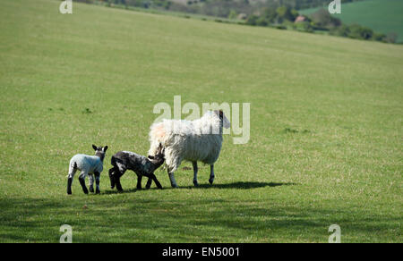 Brighton Regno Unito 28 aprile 2015 - Nuova data di nascita degli agnelli godetevi il sole di primavera meteo sulla South Downs appena a nord di Brighton questa mattina Credito: Simon Dack/Alamy Live News Foto Stock