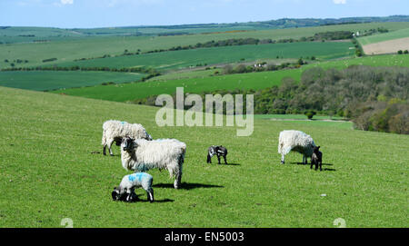 Brighton Regno Unito 28 aprile 2015 - Nuova data di nascita degli agnelli godetevi il sole di primavera meteo sulla South Downs appena a nord di Brighton questa mattina Credito: Simon Dack/Alamy Live News Foto Stock