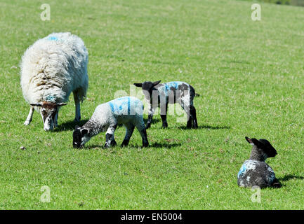 Brighton Regno Unito 28 aprile 2015 - Nuova data di nascita degli agnelli godetevi il sole di primavera meteo sulla South Downs appena a nord di Brighton questa mattina Credito: Simon Dack/Alamy Live News Foto Stock