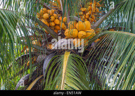 Noci di cocco (Cocos nucifera) in una struttura ad albero Dominica West Indies Foto Stock