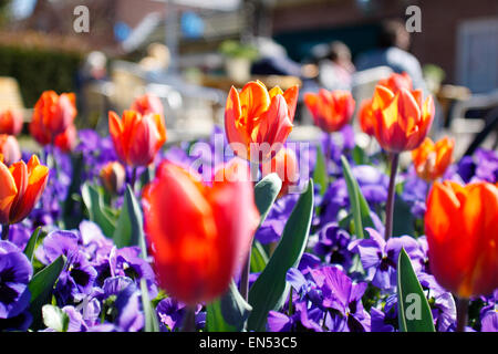 Tulipani di colore arancione sono visibili sul re del giorno nei Paesi Bassi. Foto Stock