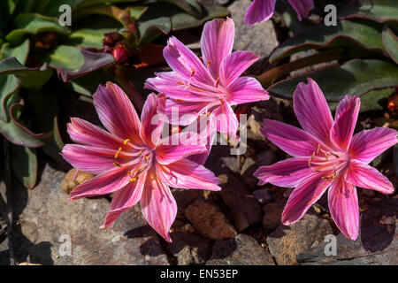 Lewisia longipetala poco prugna Foto Stock