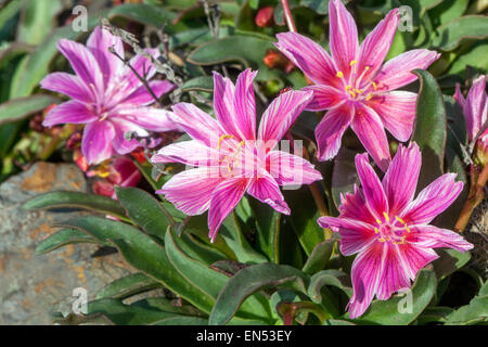 Lewisia longipetala poco prugna Foto Stock