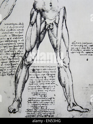 Leonardo da Vinci (1452-1519). Polymanth italiano. Genius. Renaissance. Disegno su anatomia di Leonardo da Vinci (1452-1519) i muscoli delle gambe. Foto Stock