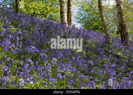 Tappeto Bluebells il bosco di Emmetts giardini nel Kent. Foto Stock