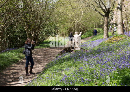 Ai visitatori di ammirare il Bluebells tappeto che il bosco di Emmetts giardini nel Kent. Foto Stock