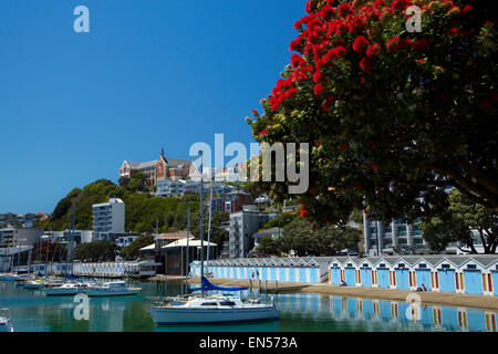 Pohutukawa albero in fiore e Boatsheds, Clyde Quay Marina, Wellington, Isola del nord, Nuova Zelanda Foto Stock