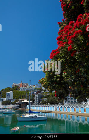 Pohutukawa albero in fiore e Boatsheds, Clyde Quay Marina, Wellington, Isola del nord, Nuova Zelanda Foto Stock