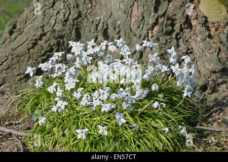 Ipheion uniflorum - primavera fiori bianchi Foto Stock