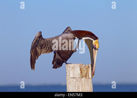 Pellicano marrone Pelecanus occidentalis Fort Myers spiaggia golfo costa Florida Stati Uniti Foto Stock