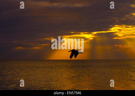 Brown Pelican Pelecanus occidentalis in volo al tramonto costa del Golfo della Florida USA Foto Stock