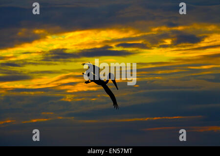 Brown Pelican Pelecanus occidentalis in volo al tramonto costa del Golfo della Florida USA Foto Stock