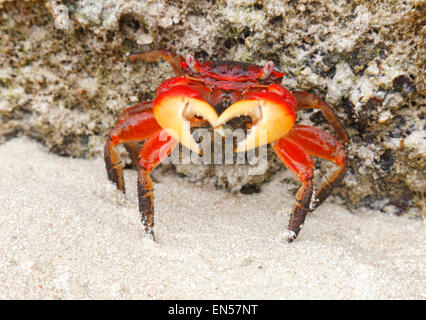 Granchio rosso sulla spiaggia e le Seicelle. Foto Stock
