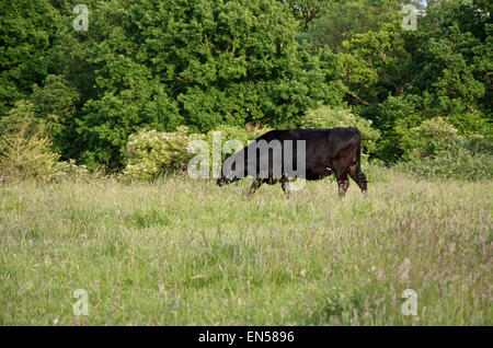 Black Angus di Aberdeen mucca pascolare in un prato di erba lunga Foto Stock