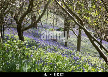 Tappeto Bluebells il bosco di Emmetts giardini nel Kent. Foto Stock