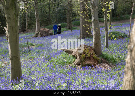 Visitatori tra le Bluebells tappeto che il bosco di Emmetts giardini nel Kent. Foto Stock