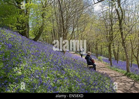 I visitatori a piedi tra le Bluebells tappeto che il bosco di Emmetts giardini nel Kent. Foto Stock