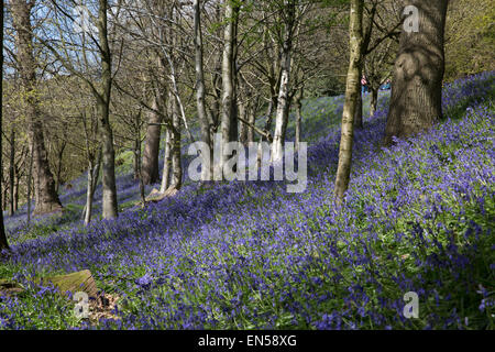 Tappeto Bluebells il bosco di Emmetts giardini nel Kent. Foto Stock