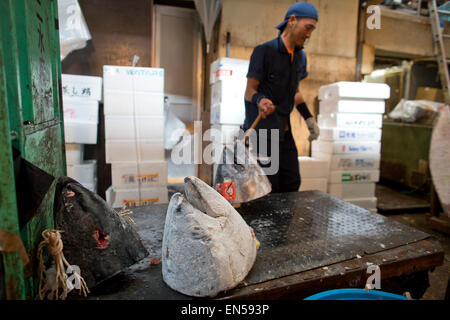 Mercato del Pesce di Tsukiji, Tokyo Foto Stock