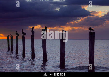 Brown Pelican Pelecanus occidentalis cormorani e gabbiani in appoggio sul vecchio molo al tramonto costa del Golfo della Florida USA Foto Stock