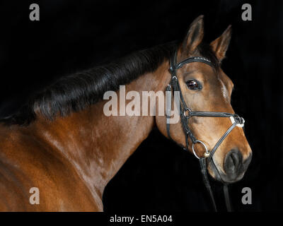 Ritratto in studio di un marrone Oldenburg lo sport a cavallo con sfondo nero Foto Stock