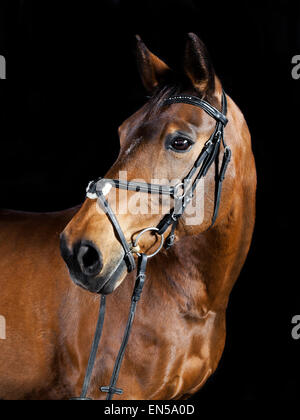 Ritratto in studio di un marrone Oldenburg lo sport a cavallo con sfondo nero Foto Stock