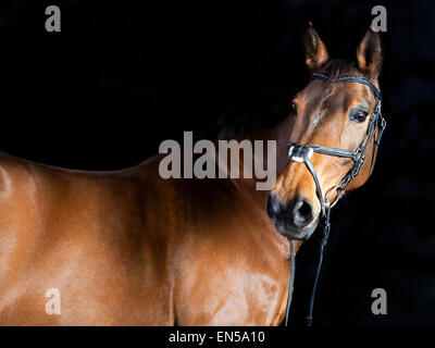 Ritratto in studio di un marrone Oldenburg lo sport a cavallo con sfondo nero Foto Stock