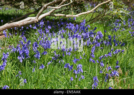 Tappeto Bluebells il bosco di Emmetts giardini nel Kent. Foto Stock