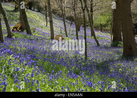 Tappeto Bluebells il bosco di Emmetts giardini nel Kent. Foto Stock