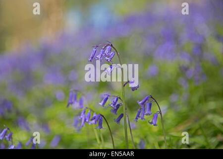 Bluebells chiudere fino a Emmetts giardini nel Kent. Foto Stock