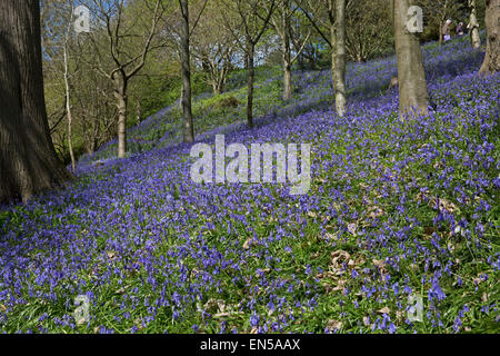 Tappeto Bluebells il bosco di Emmetts Giardini in Kent Foto Stock